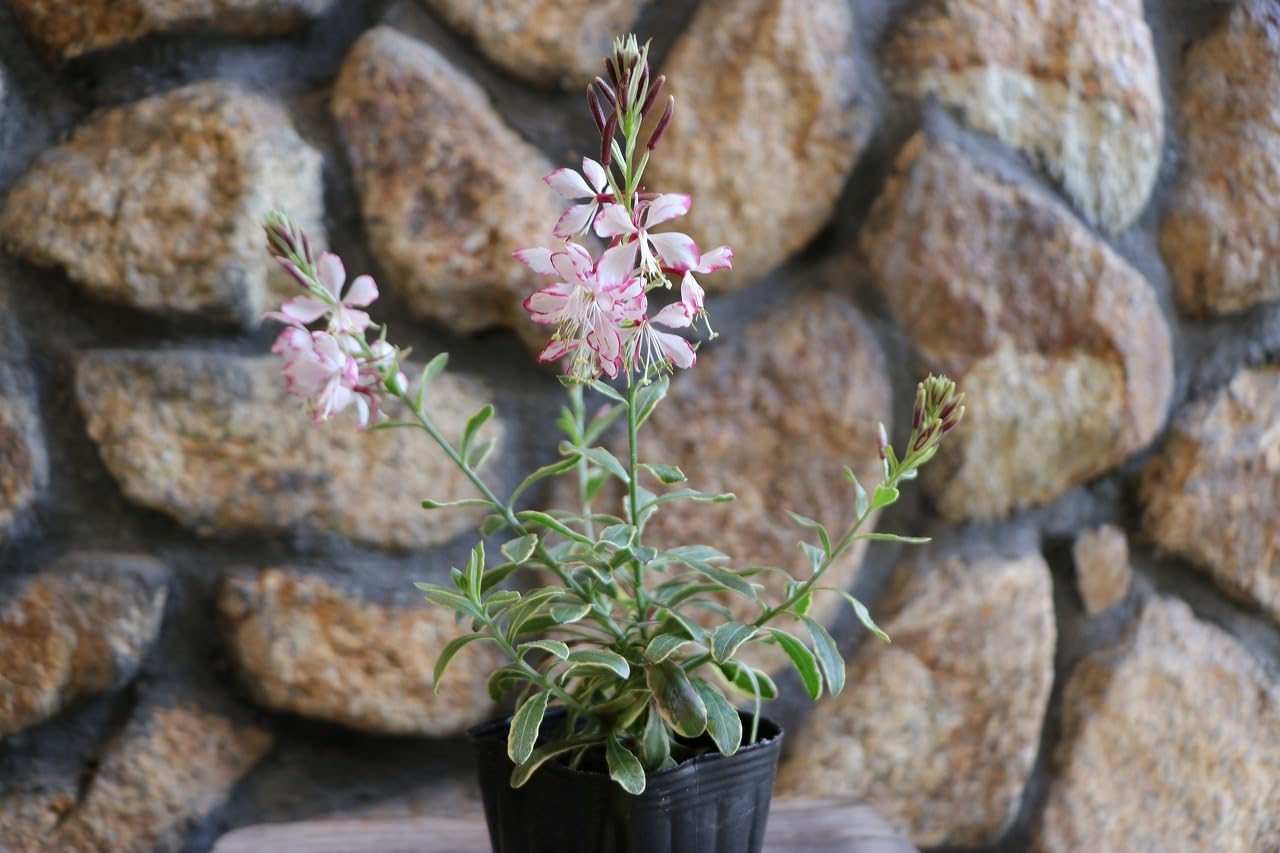 Amazon.co.jp: 斑入り ガウラ ピンク&ホワイトバイカラー 3〜3.5号